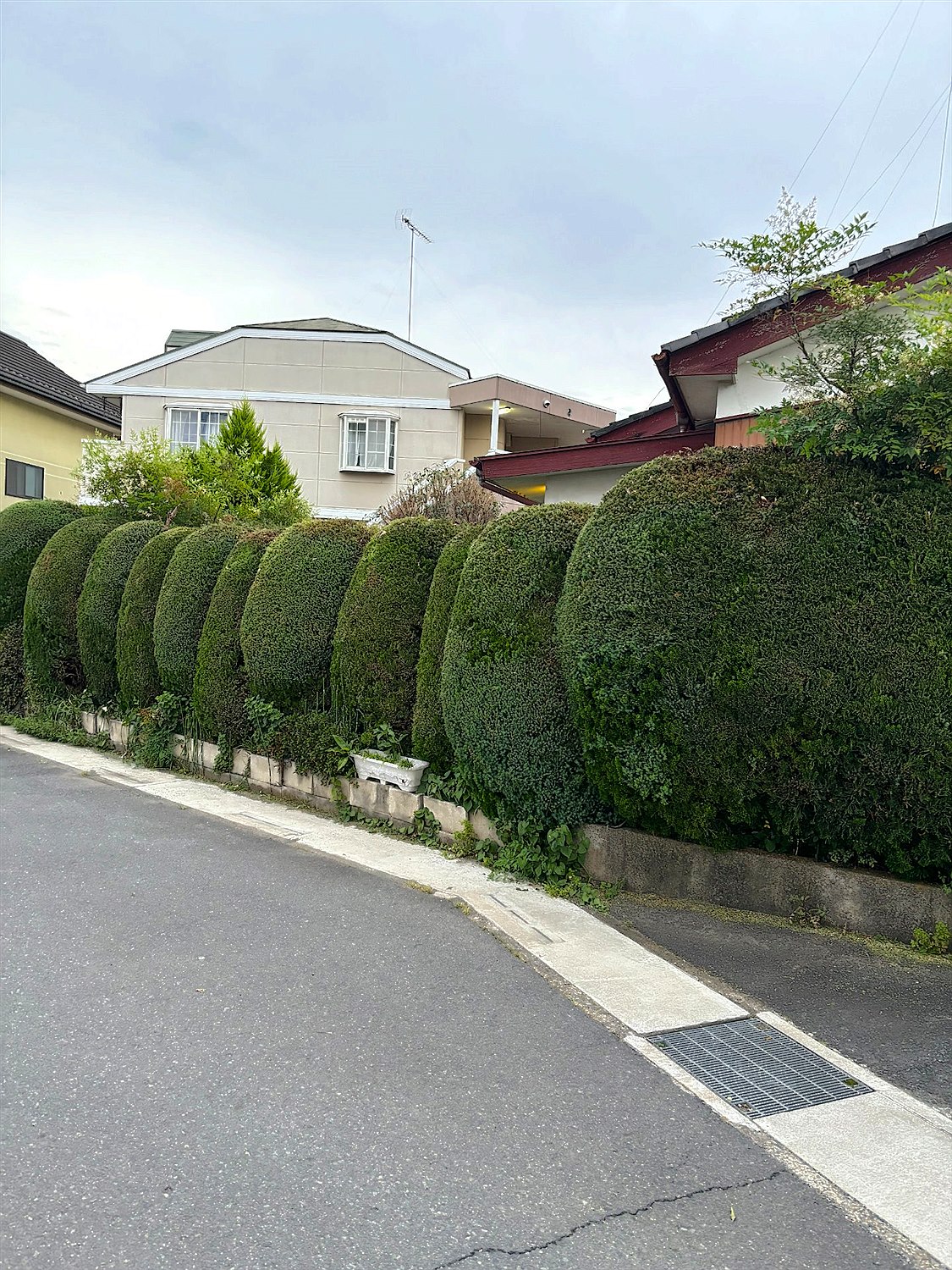 群馬県高崎市／庭木伐採
