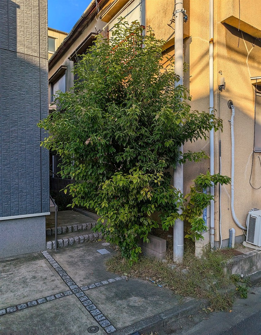 施工前2