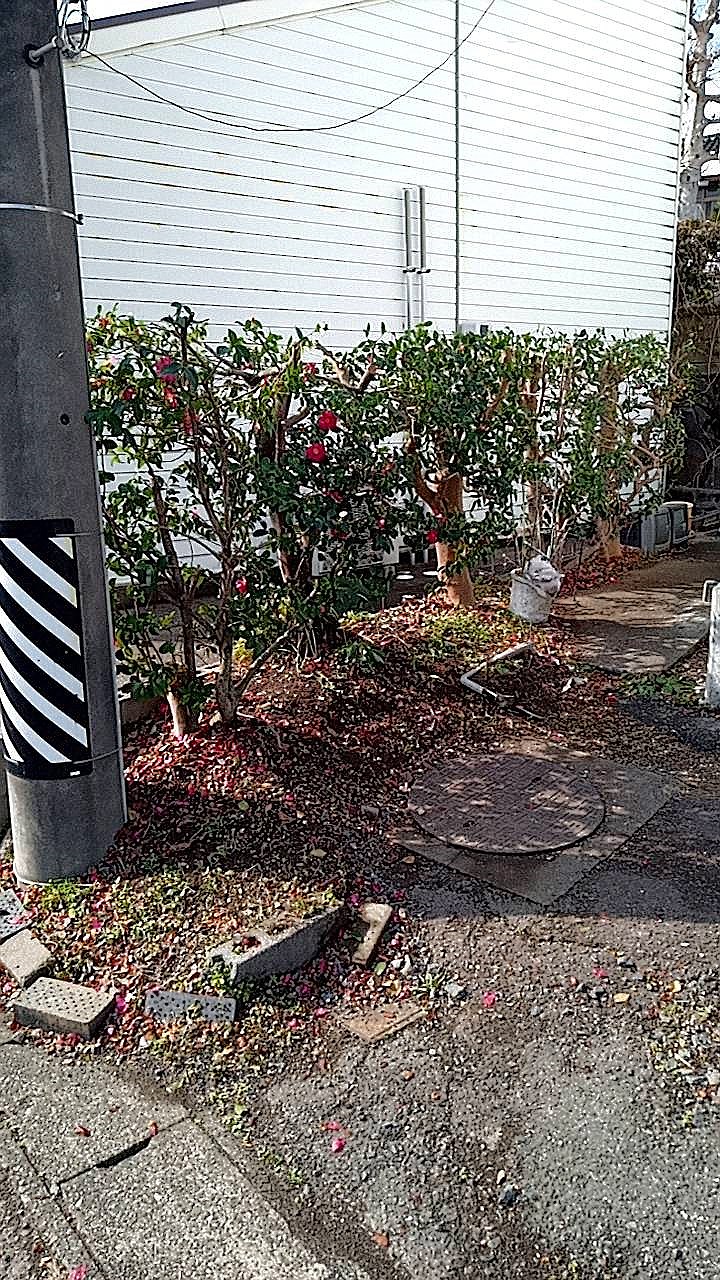 大阪府吹田市／庭木剪定