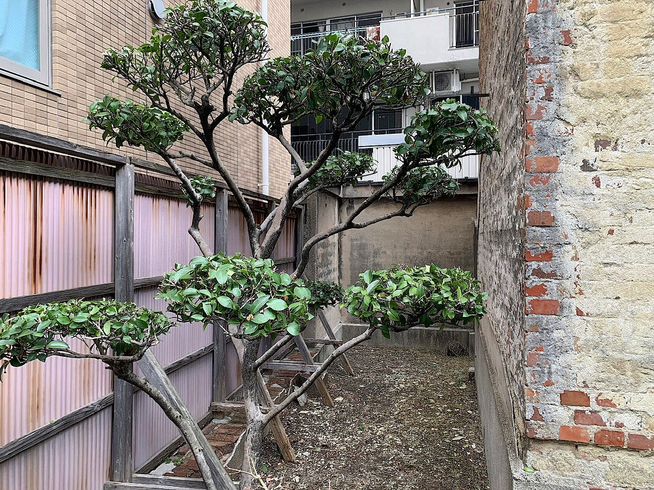群馬県北群馬郡吉岡町／庭木剪定