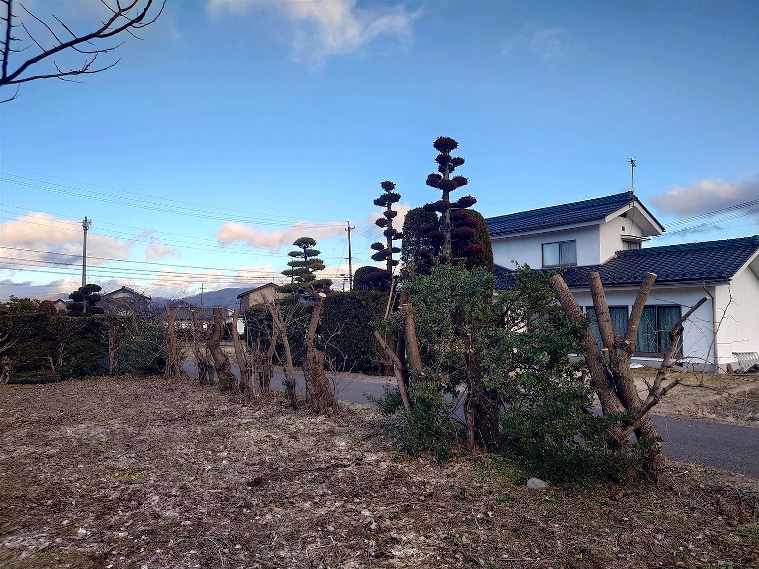 群馬県前橋市／庭木剪定