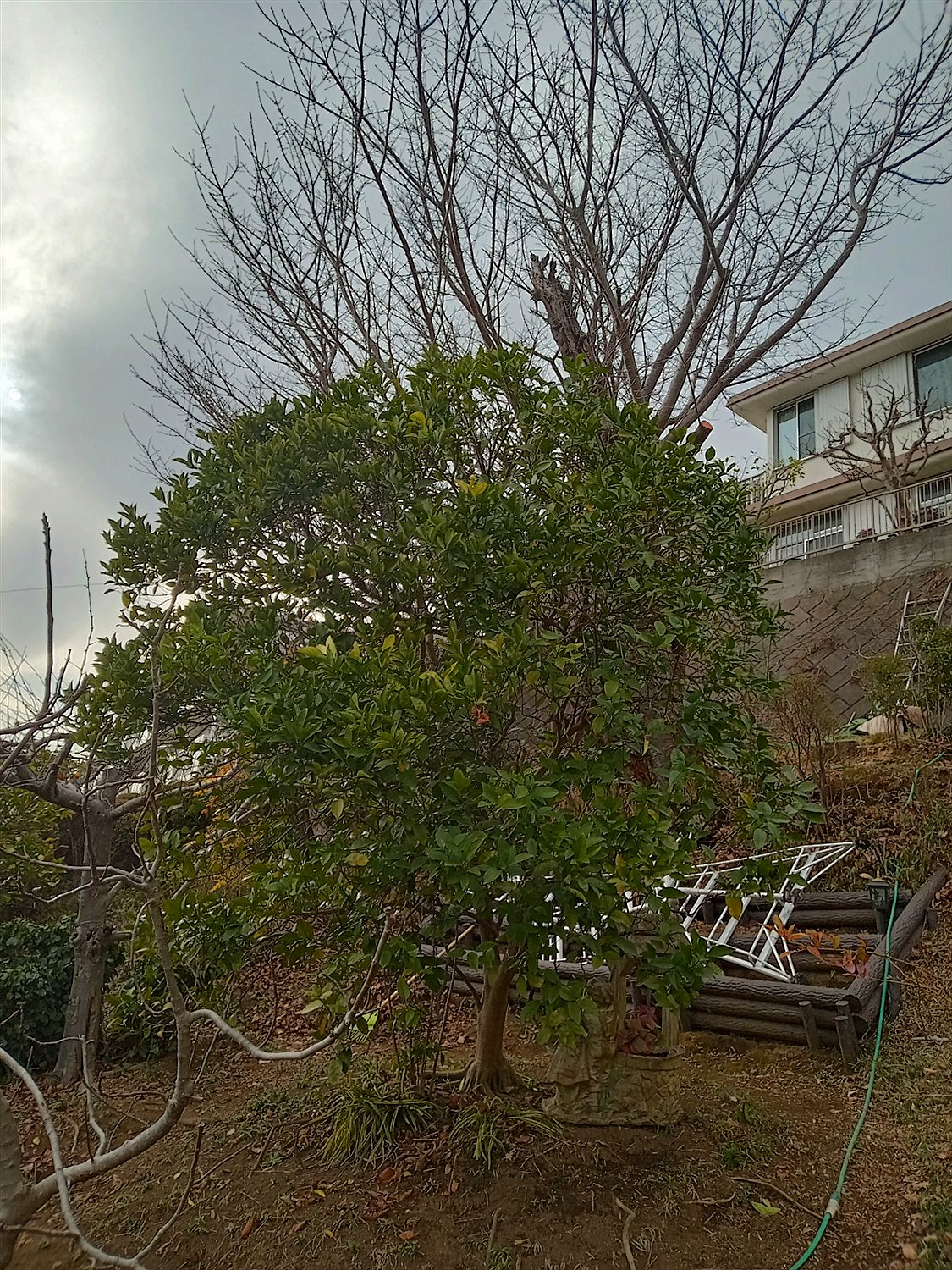 石川県野々市／庭木剪定