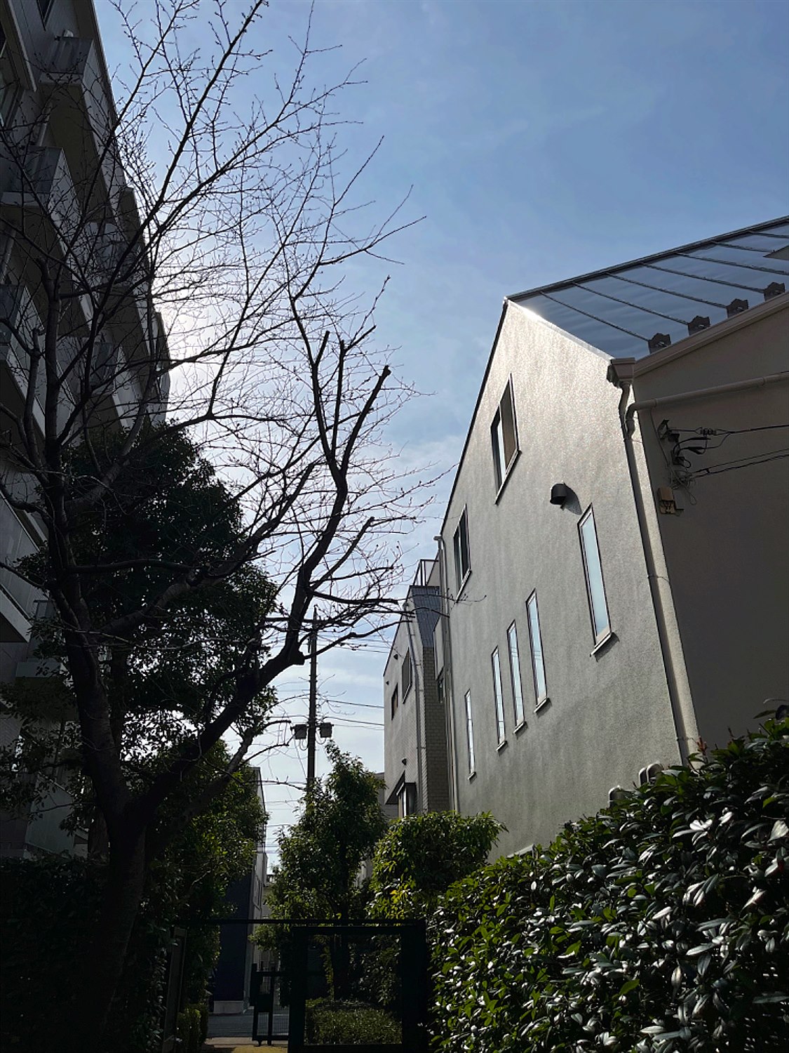 富山県中新川郡上市／庭木剪定