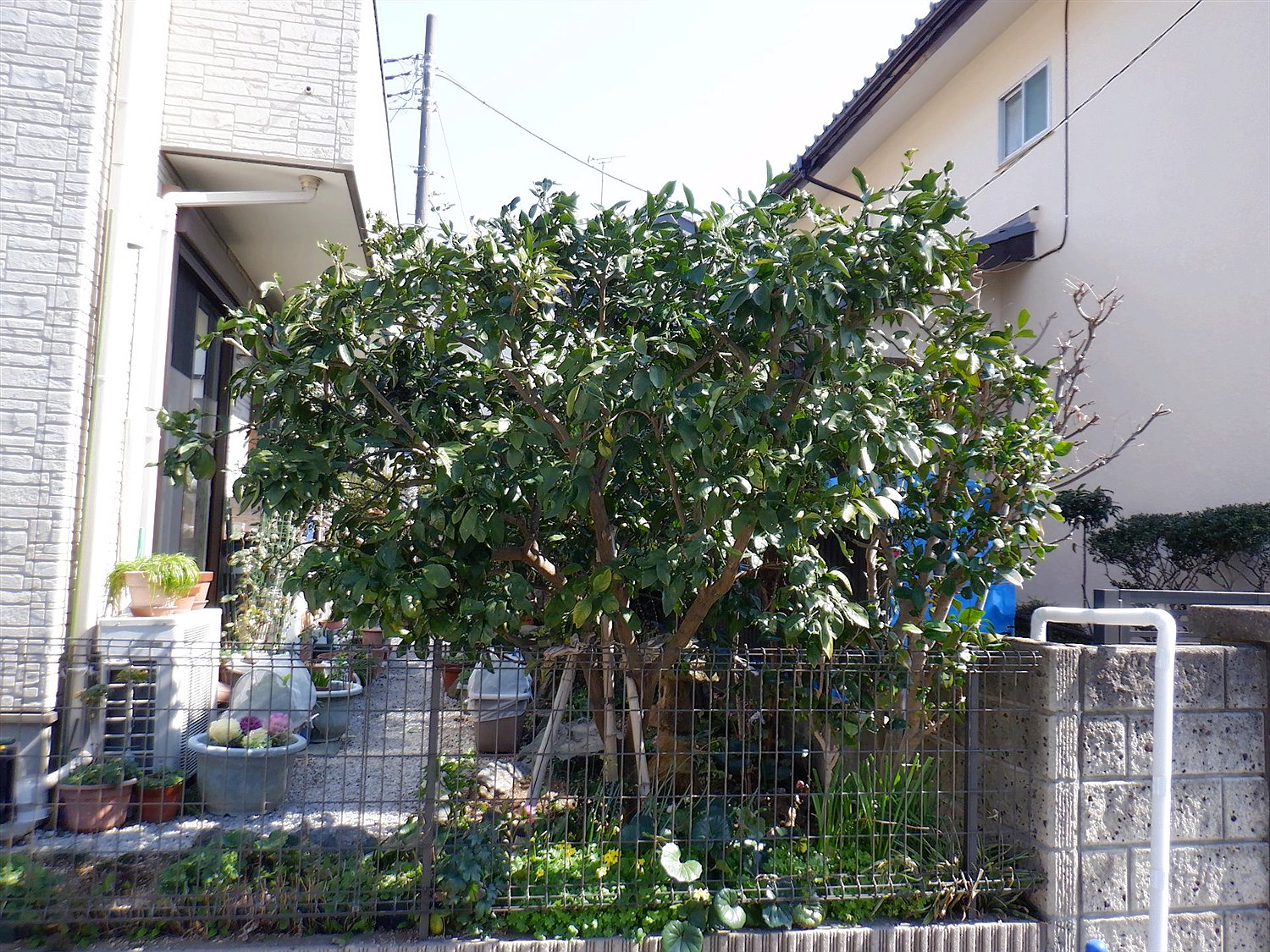 京都市左京区／庭木剪定