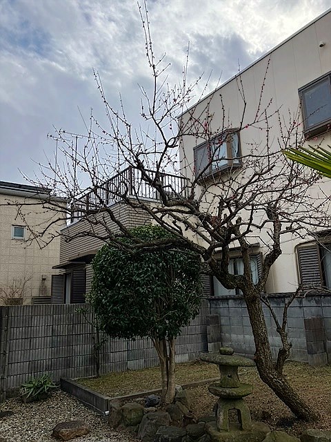 東京都府中市／庭木剪定