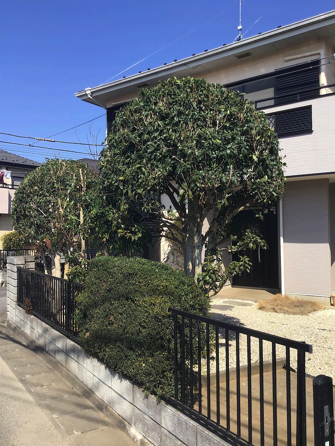 川崎市多摩区／庭木剪定