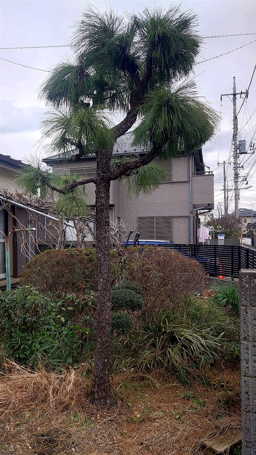 愛知県名古屋市緑区／庭木剪定