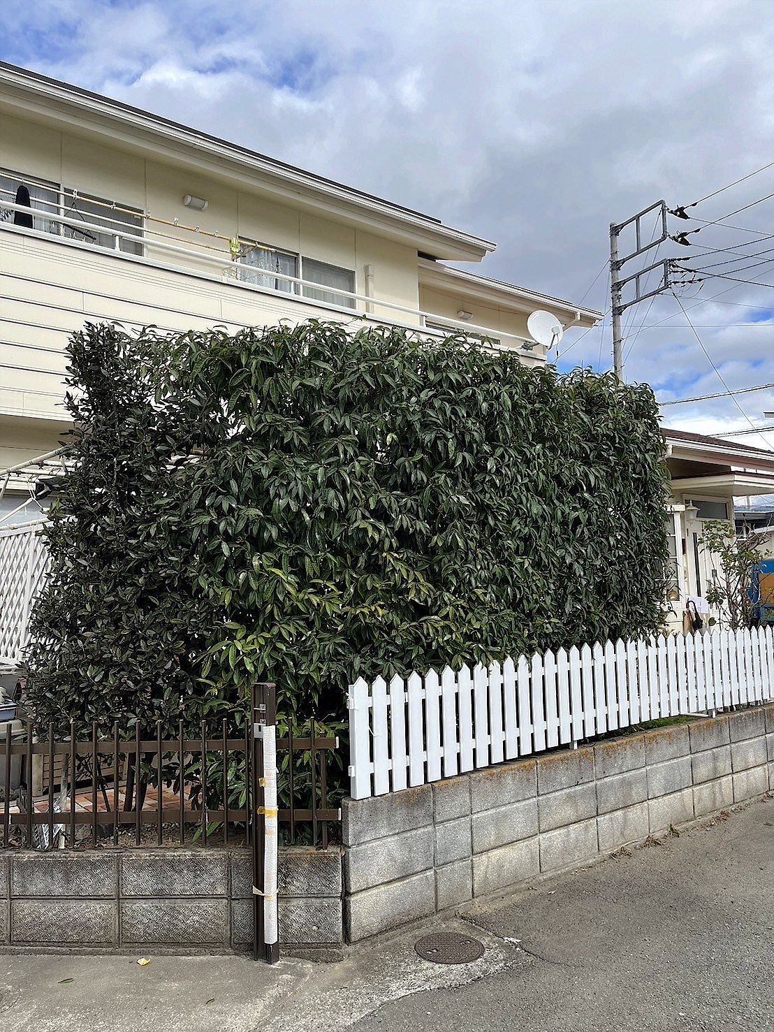大阪府堺市北区／庭木剪定