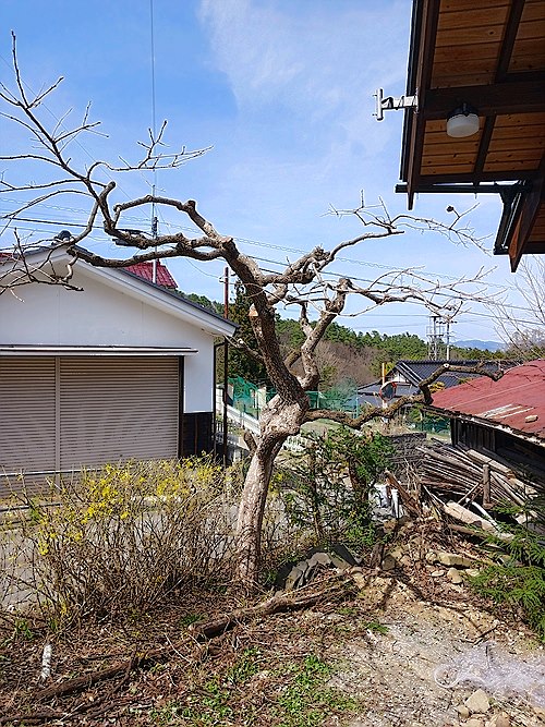 埼玉県本庄市／庭木剪定