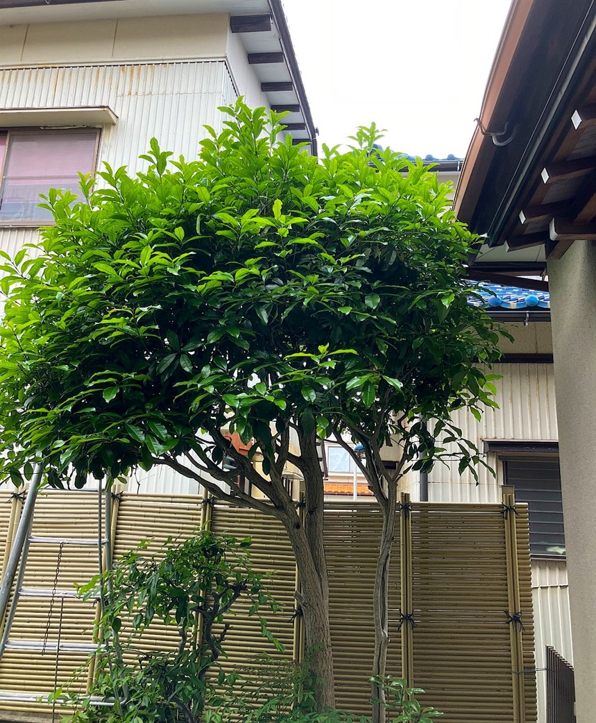 施工前2