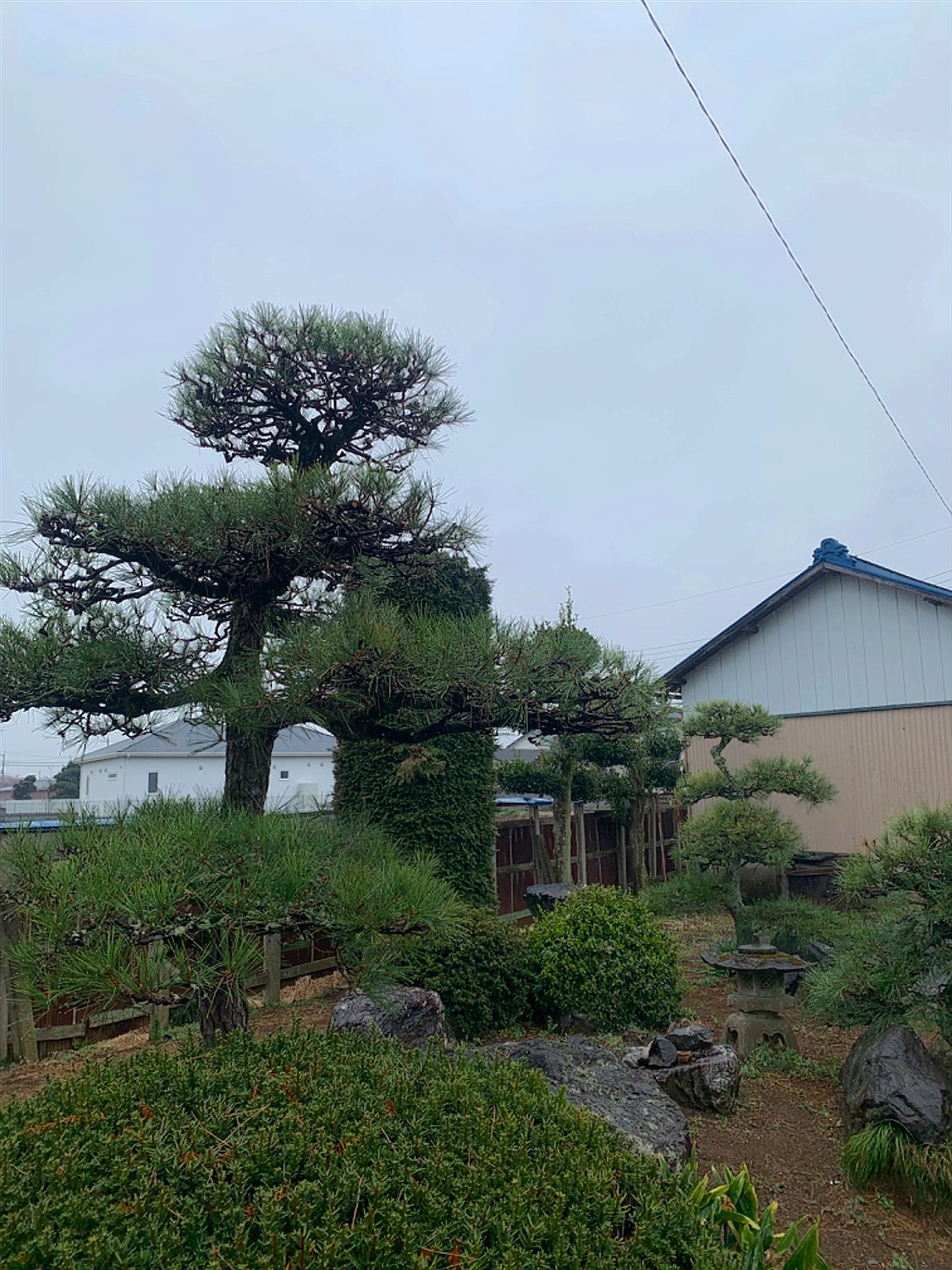 神奈川県大和市／庭木剪定