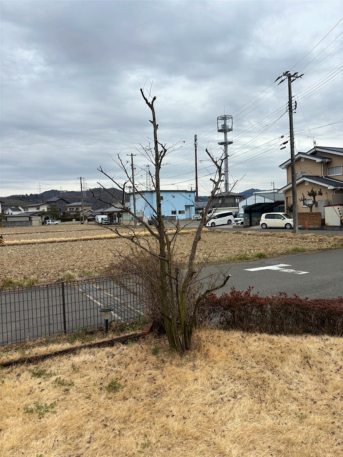 愛知県名古屋市中区／庭木剪定