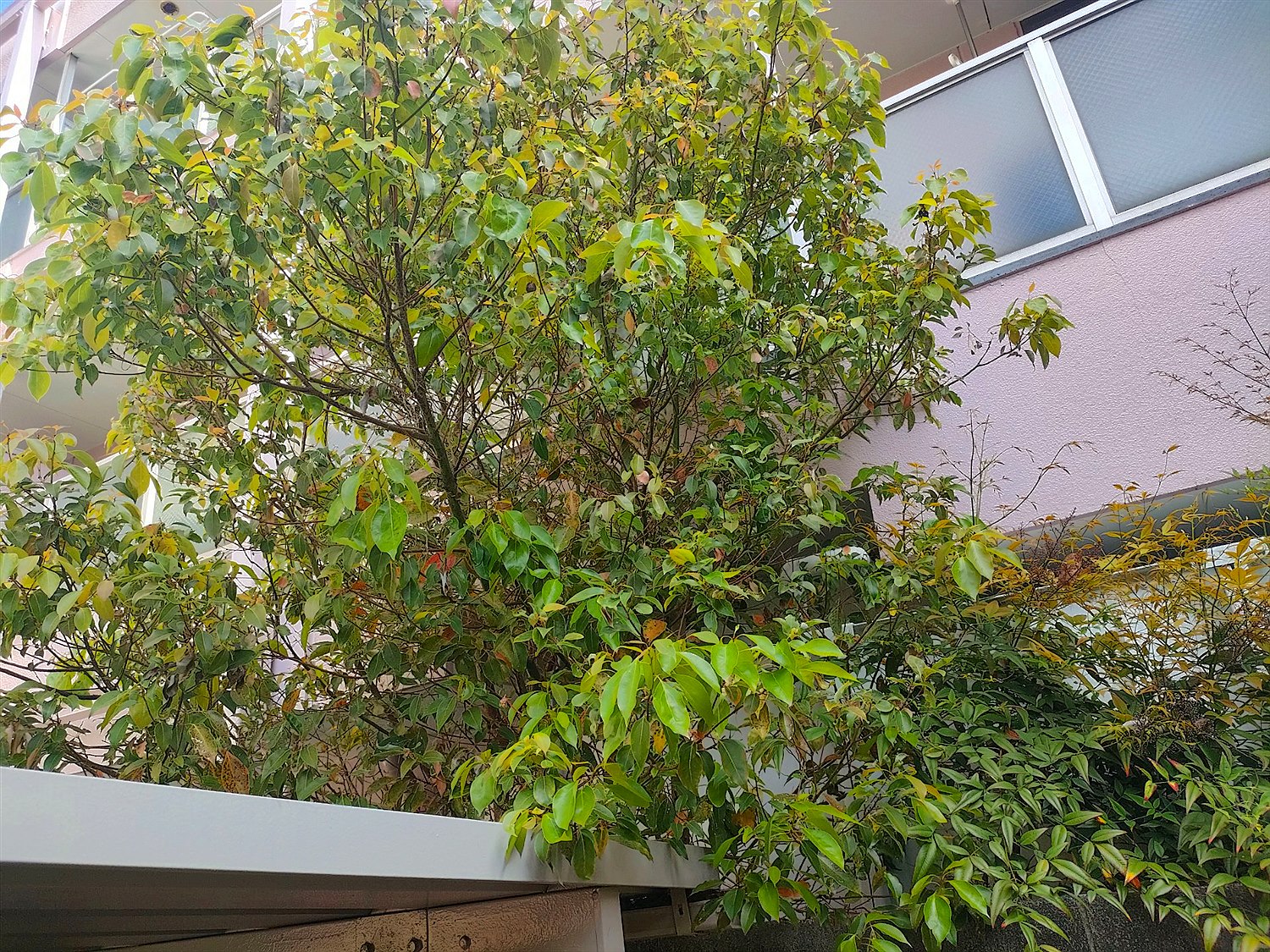 施工前2