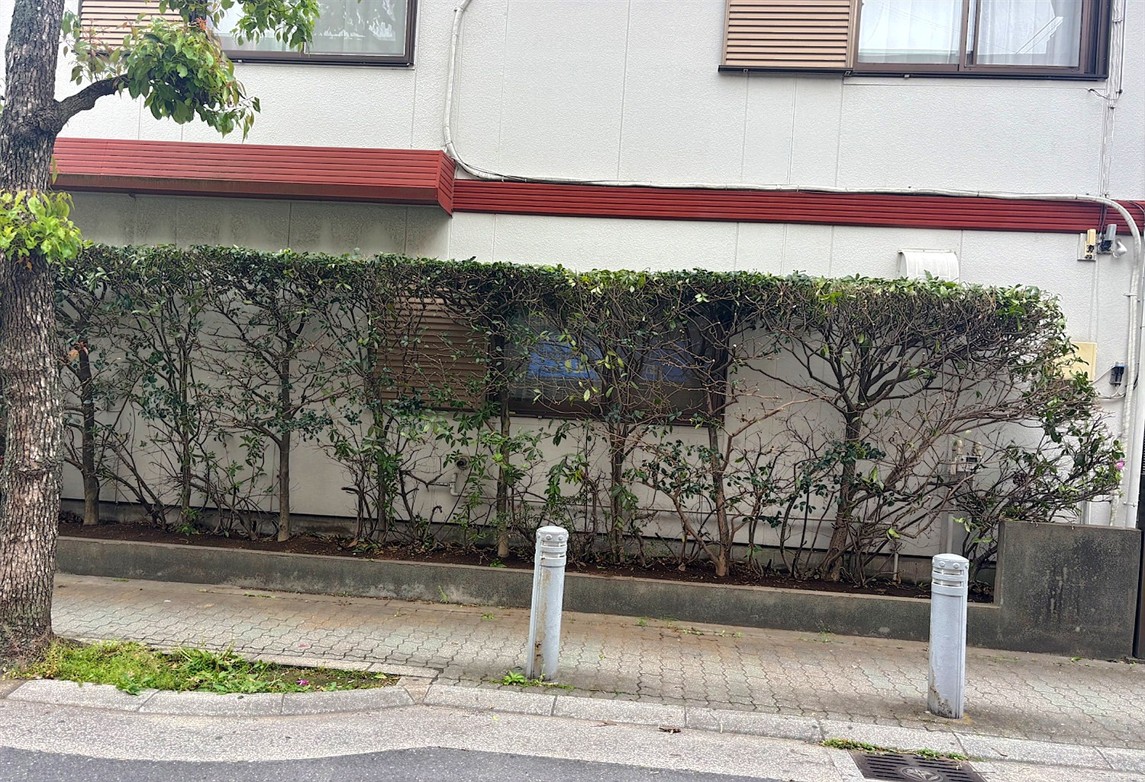 兵庫県加古川市／庭木剪定