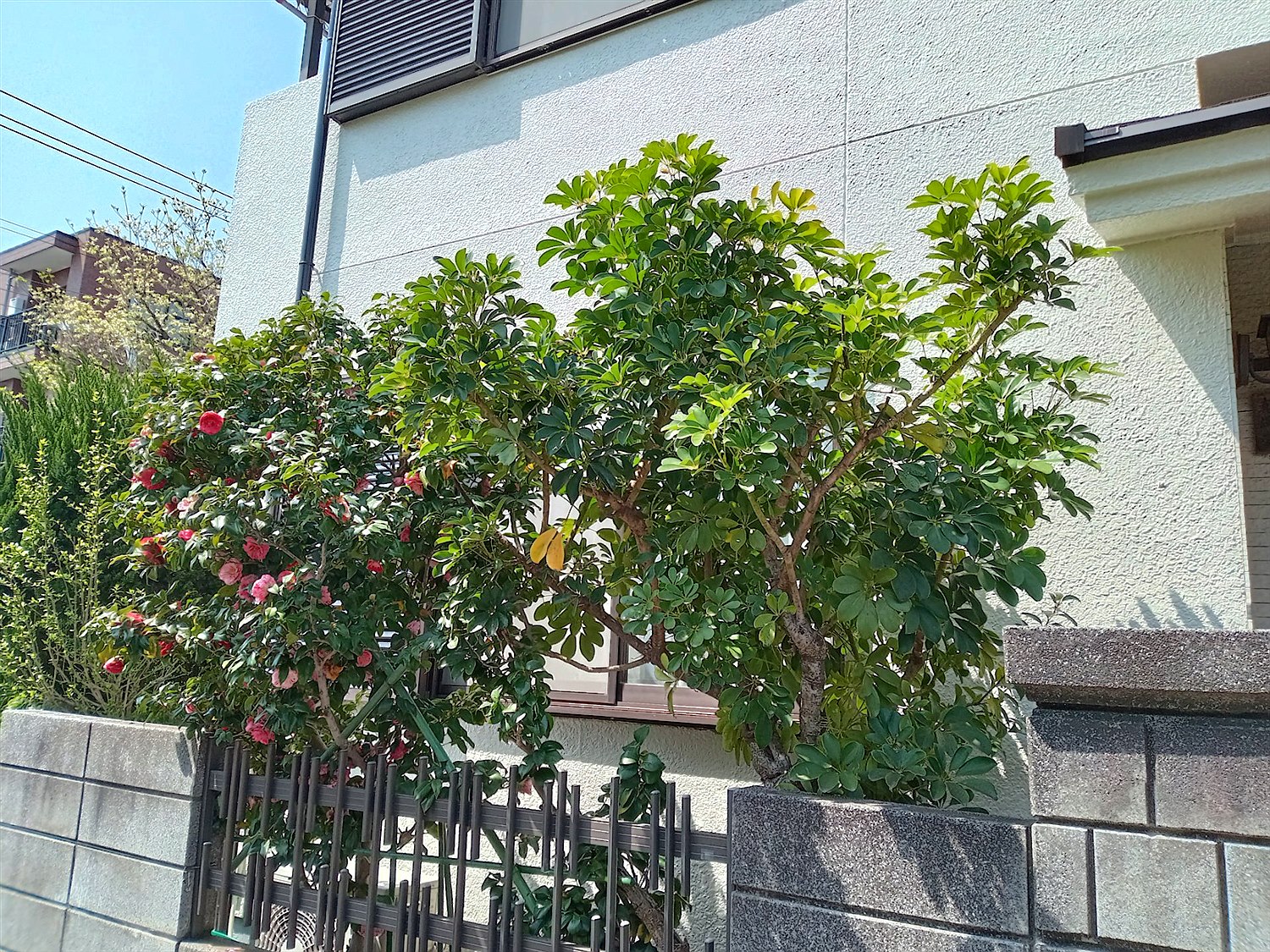 施工前2