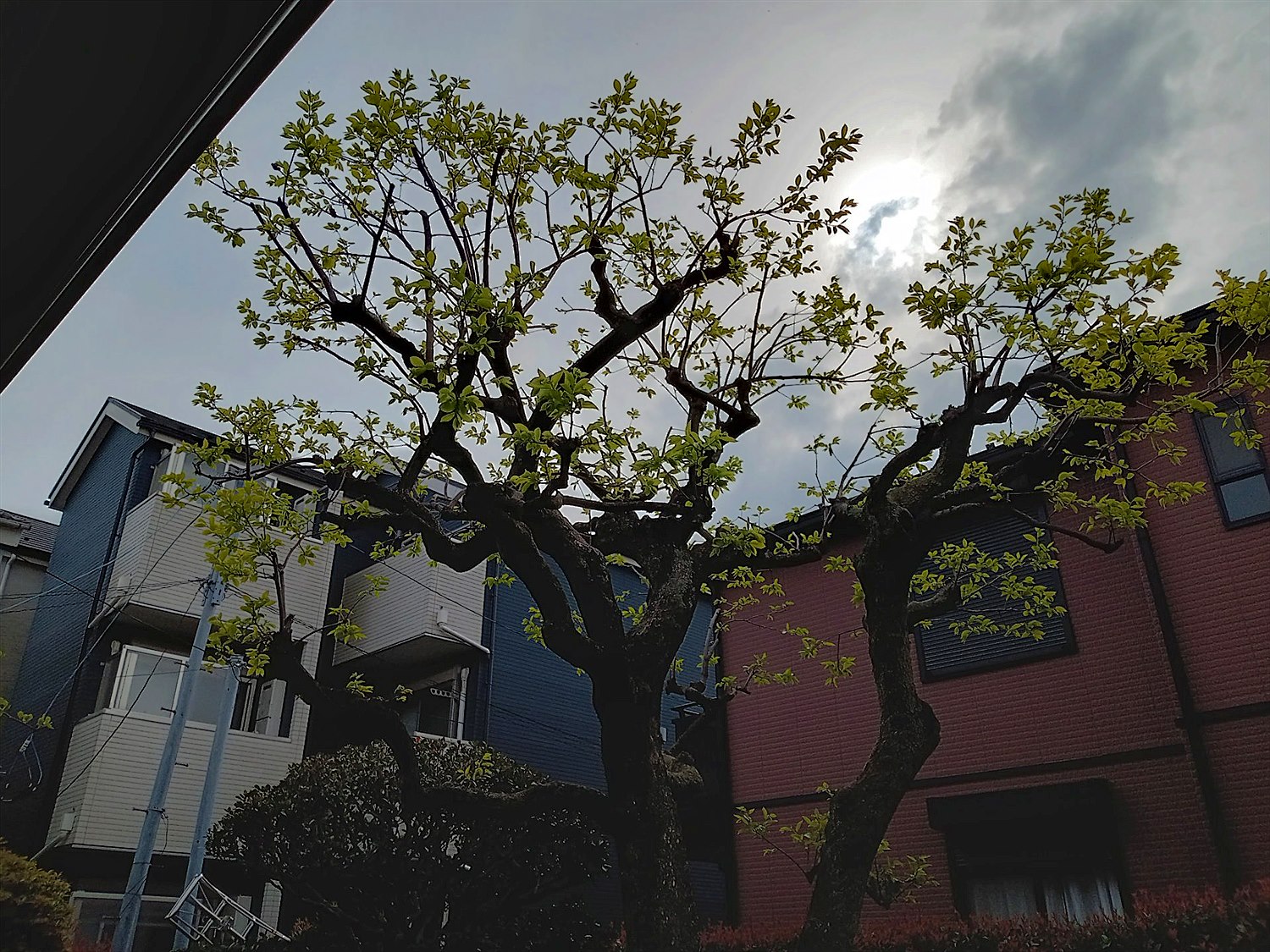 広島市佐伯区／庭木剪定