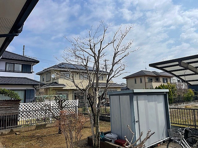 新潟県新発田市／庭木剪定