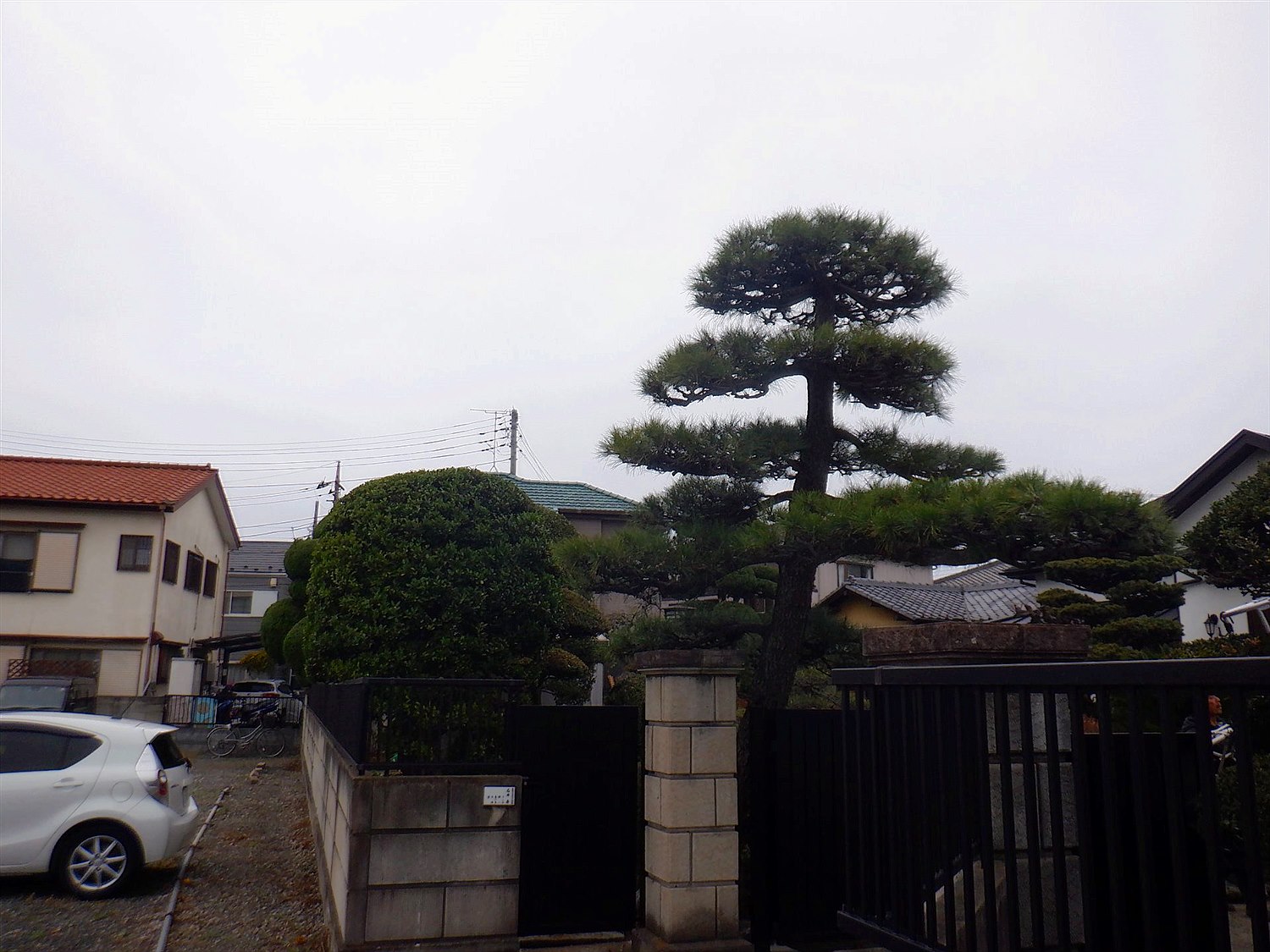 新潟県燕市／庭木剪定