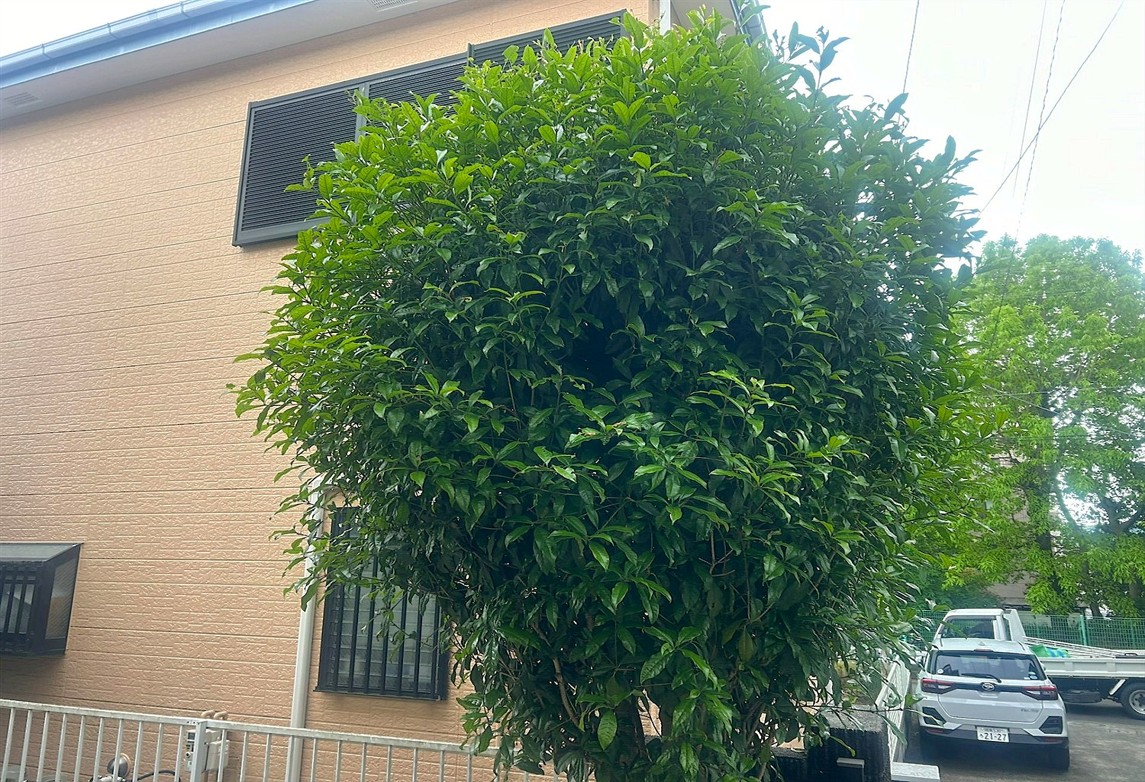 施工前2