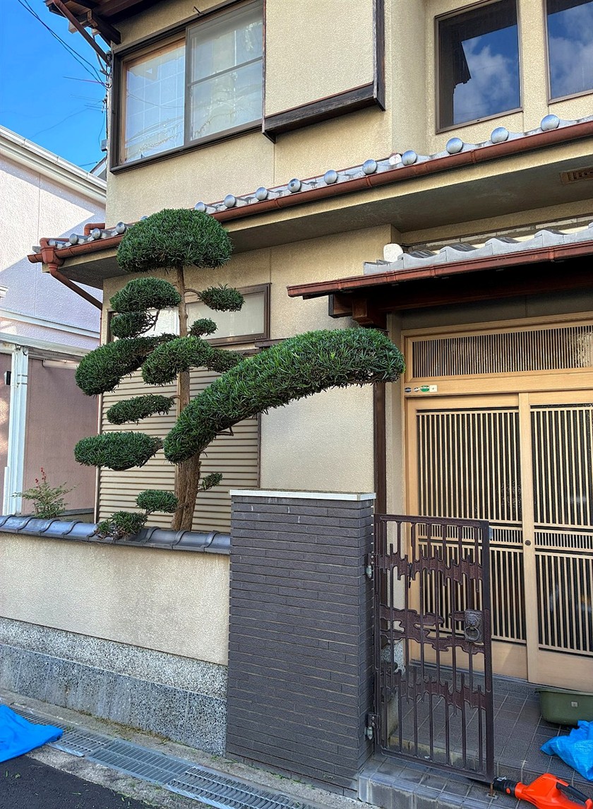 埼玉県さいたま市浦和区／庭木剪定