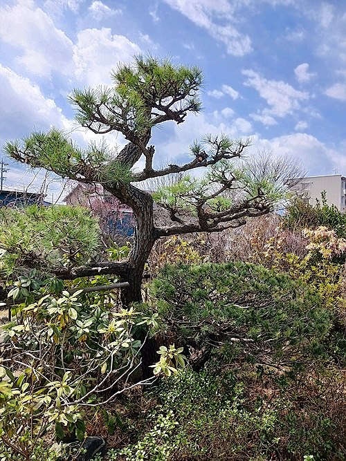 神奈川県横浜市西区／庭木剪定
