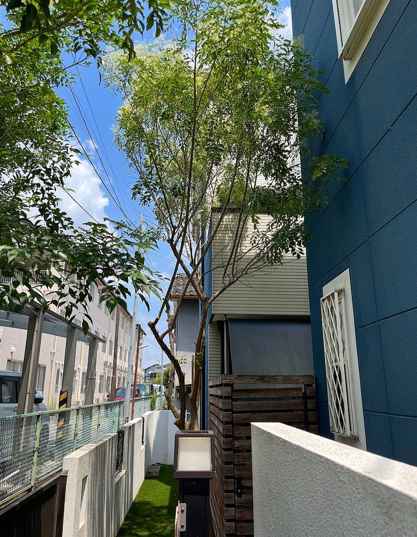 大阪府東大阪市／庭木剪定
