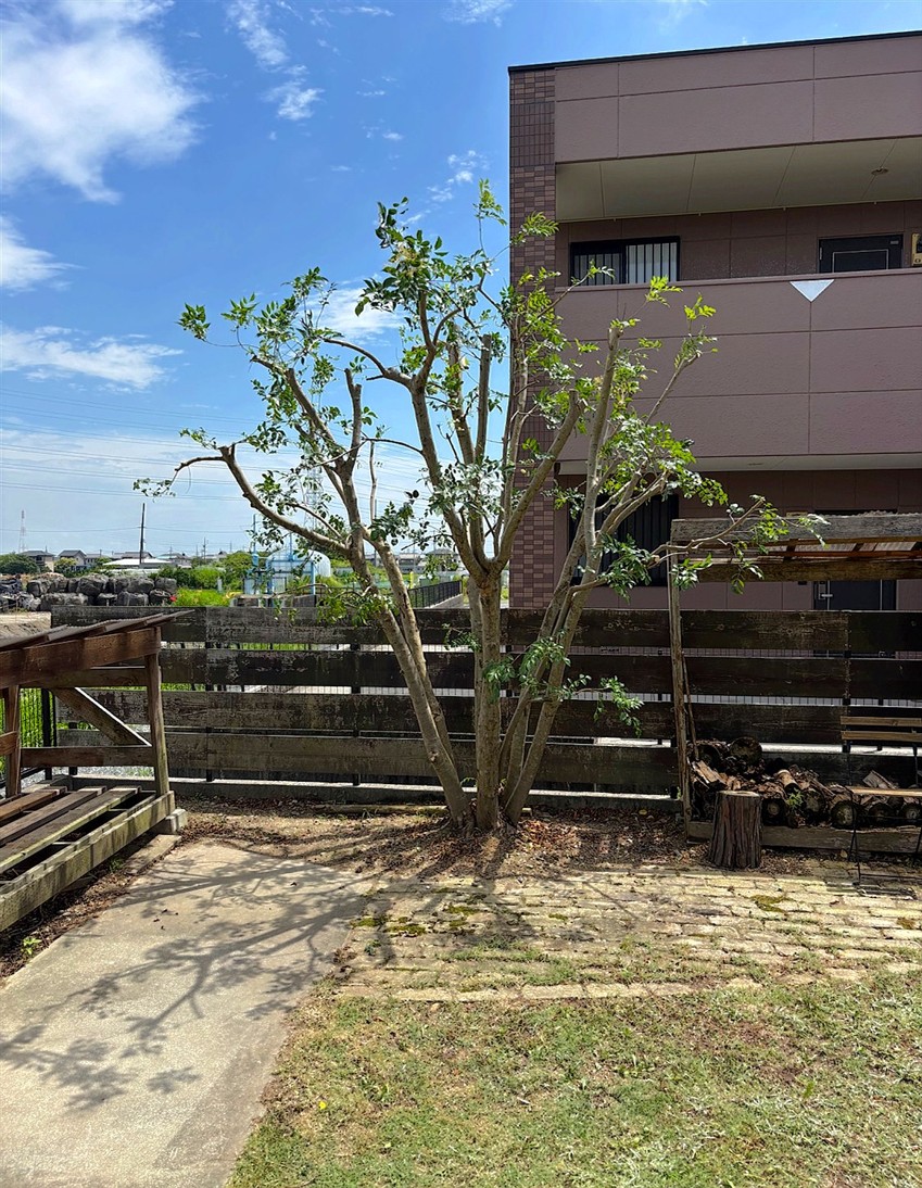 大阪府茨木市／庭木剪定
