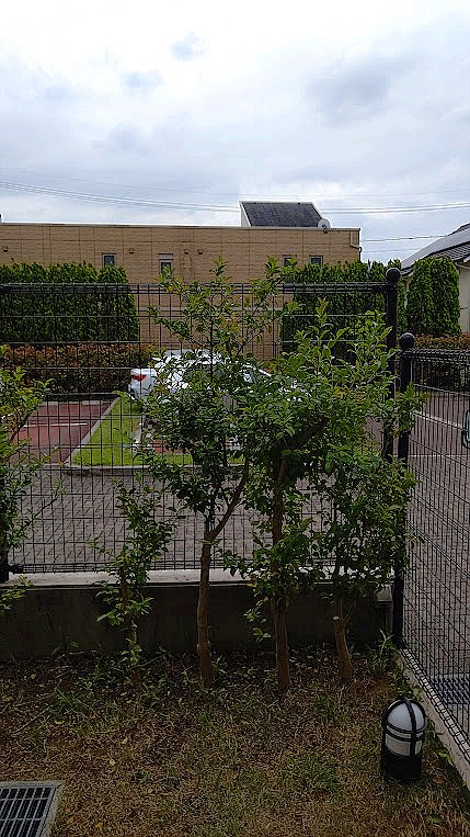 島根県松江市／庭木伐採
