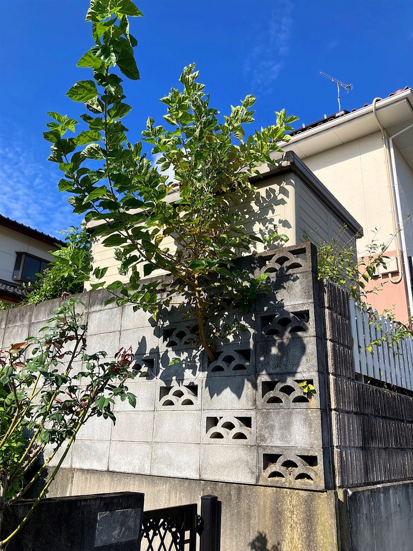 施工前2