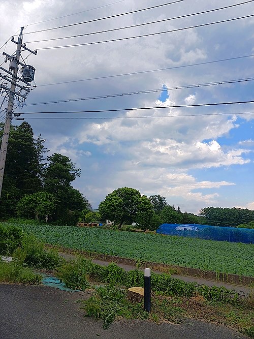 茨城県常総市／庭木伐採